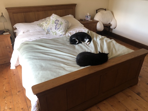 bed