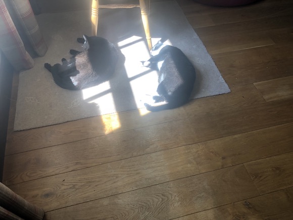 cats