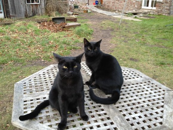cats