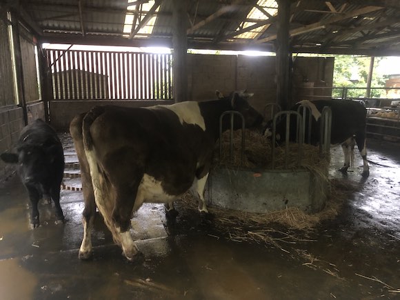 cattle