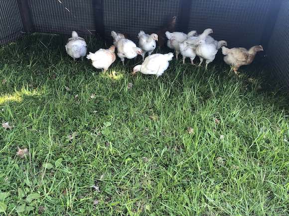 chicks