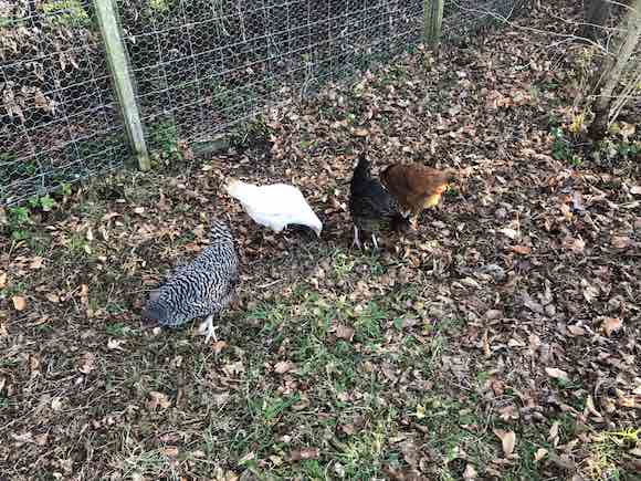 chooks