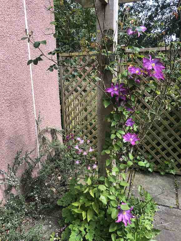 clematis