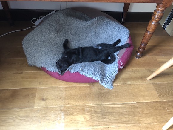 Pooped Cooper