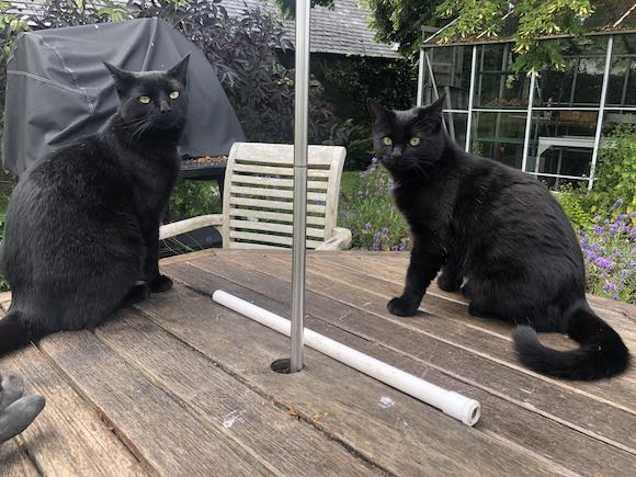 kittens