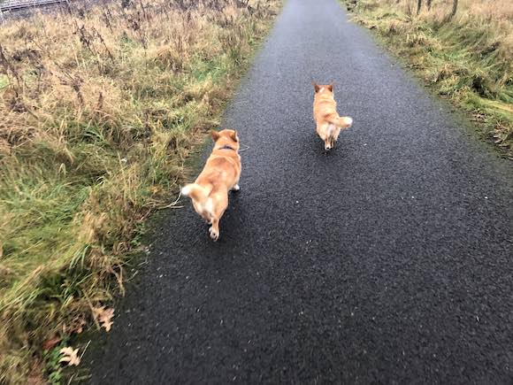 corgis