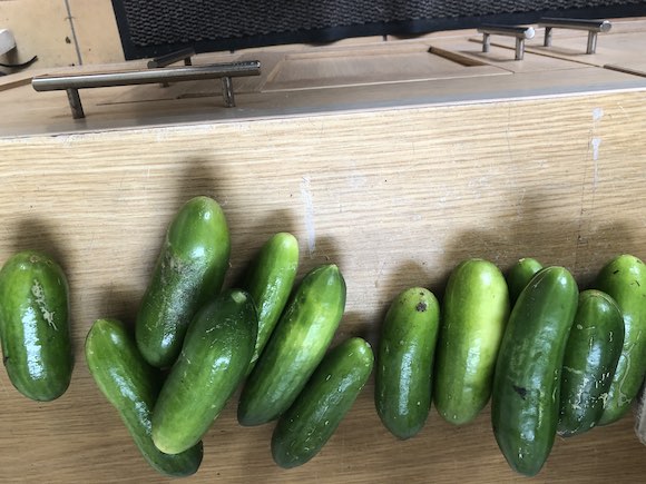 Cucumbers