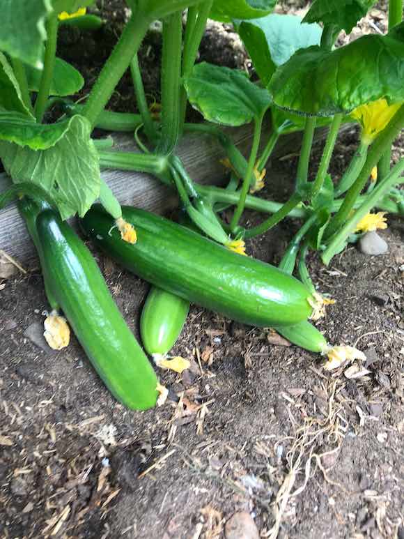 cucumbers
