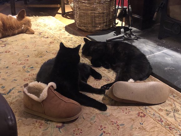 cats