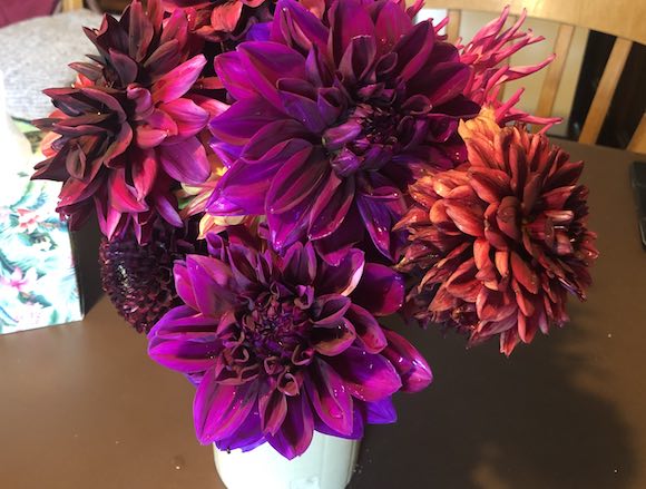 dahlias