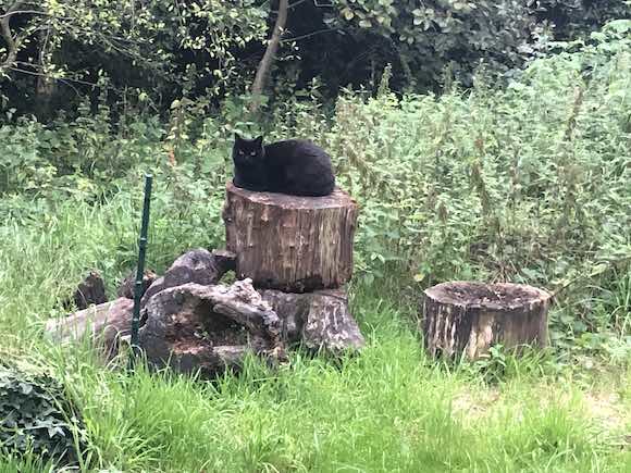 stumps