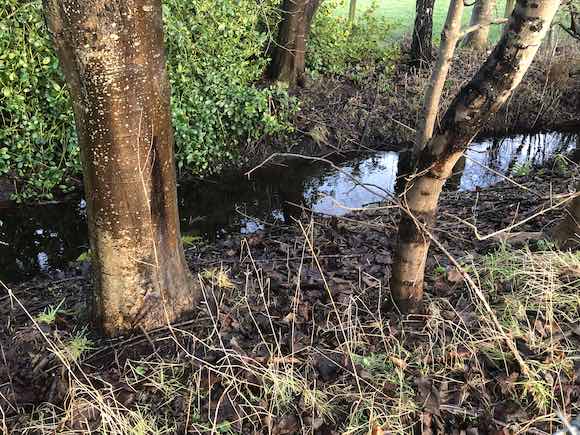 ditch