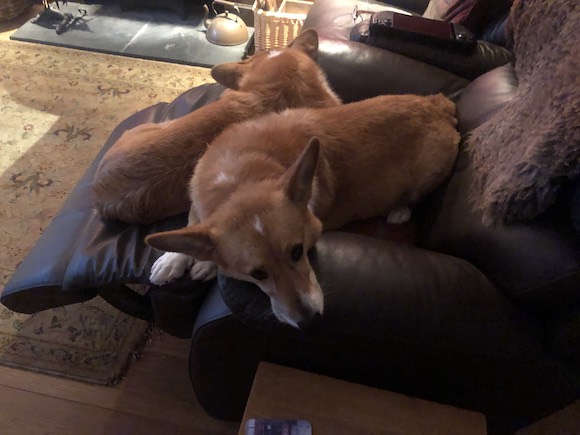 dogs