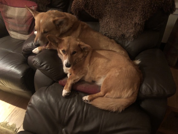 dogs