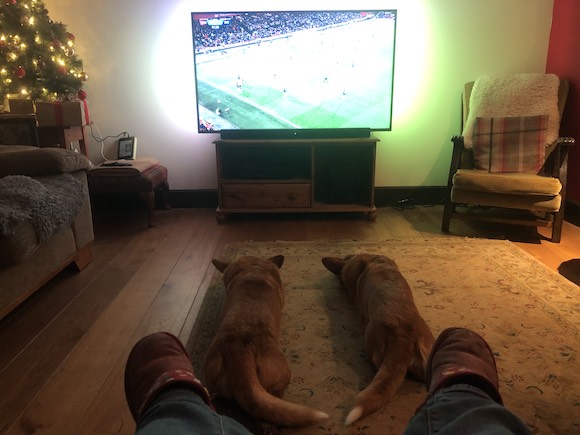 Dogs football