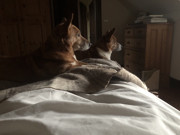 corgi profiles