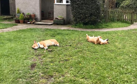 dogs