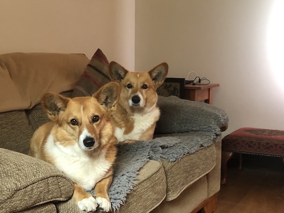 dogs