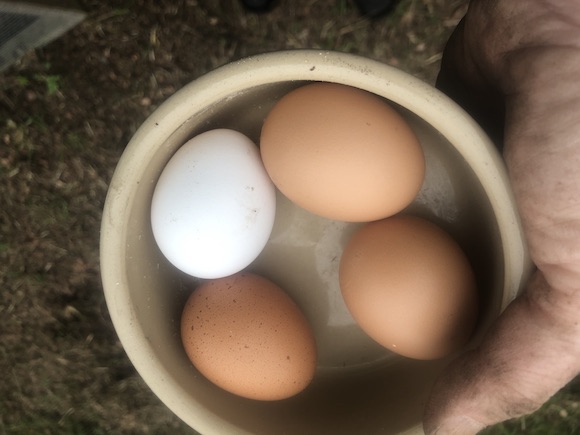 egg-full-house
