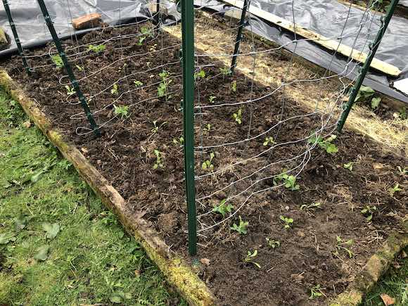 Peas