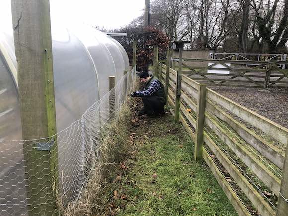 polytunnel