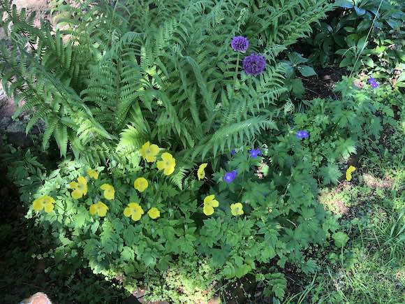 Fern