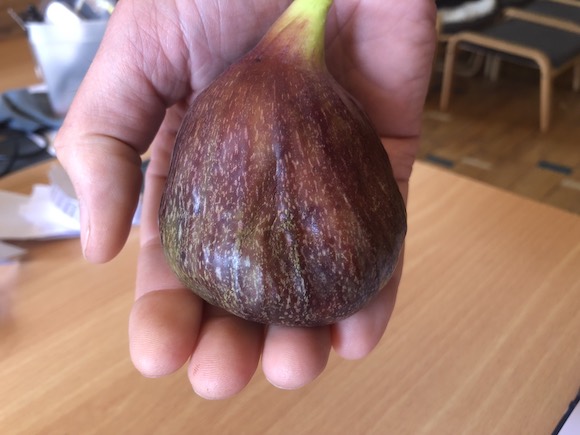 Fig