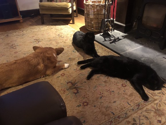 pets