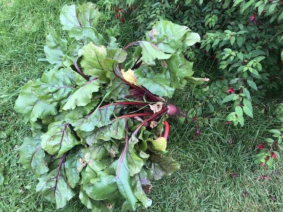 beetroot