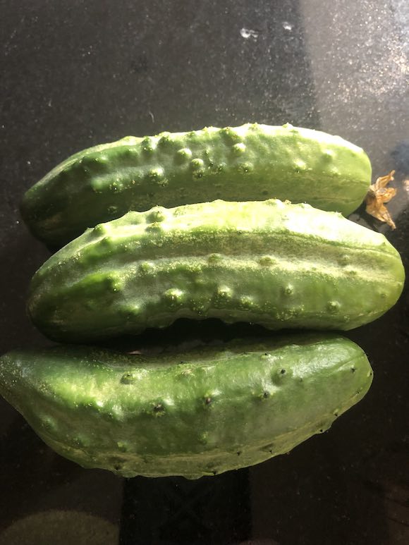 cucumber