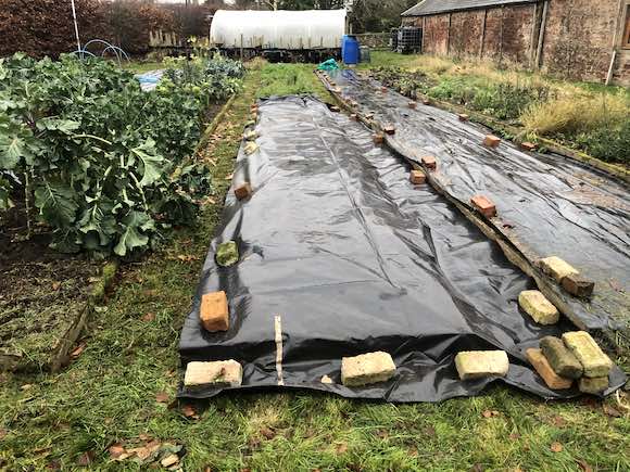 carrot bed