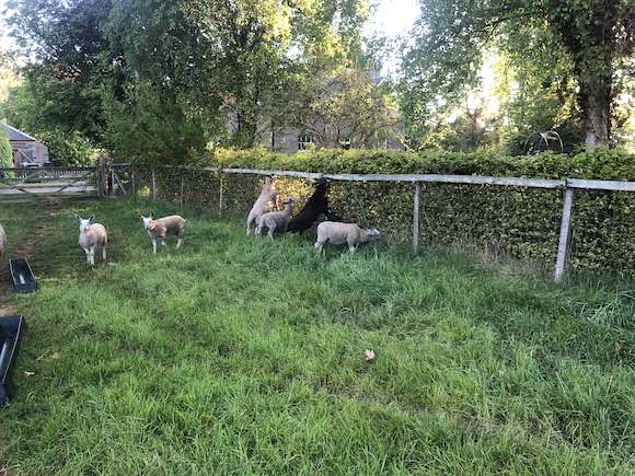 sheep