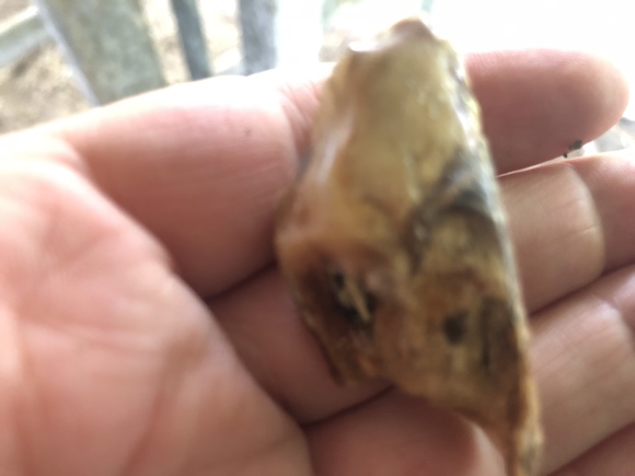 tooth