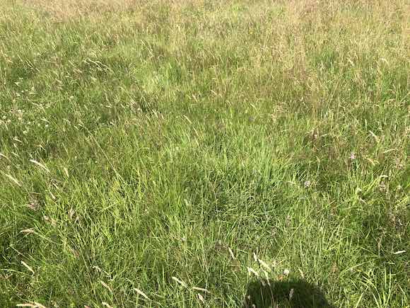 grass