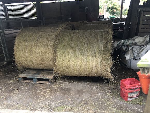 Hay