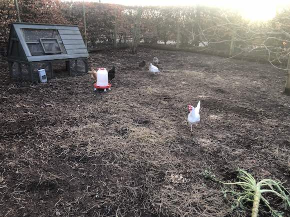 hen-pen
