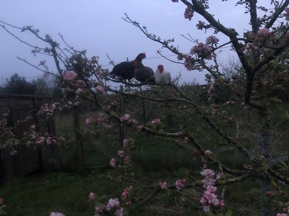 Hens