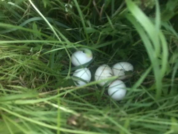 nest