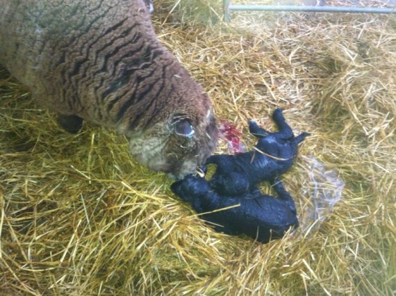 Smudge's ewe lambs