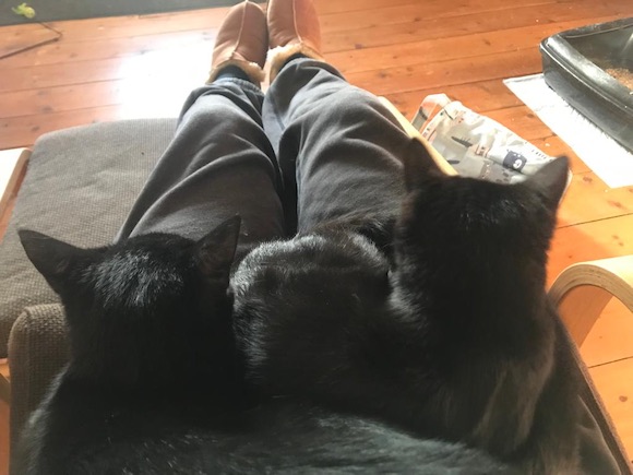 kittens