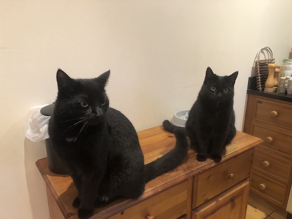 kittens