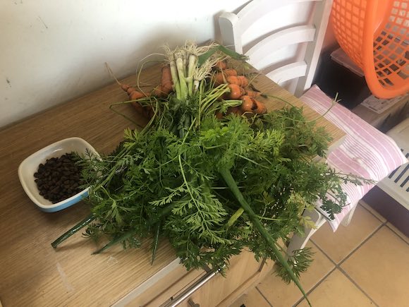 carrots
