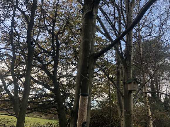 Trees