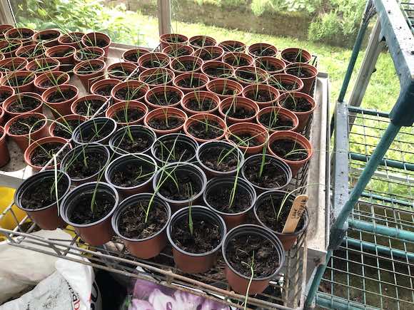 leeks