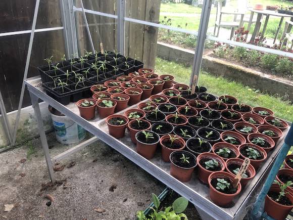 plants