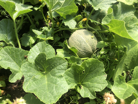 Melon