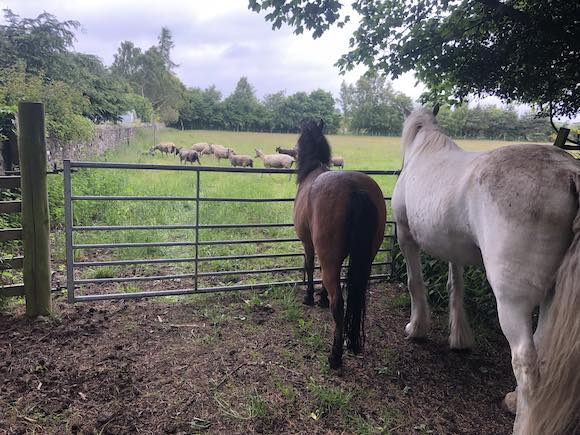 mickey and sheep