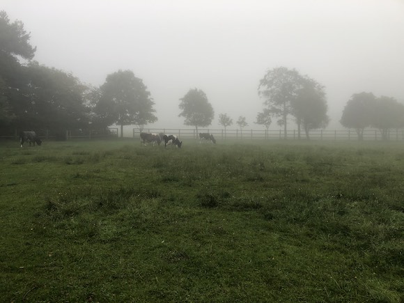 misty