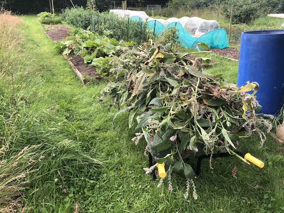 comfrey