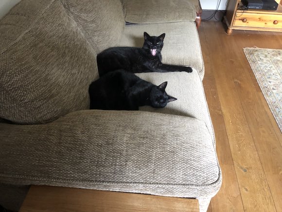 cats